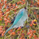 Blue-gray tanager