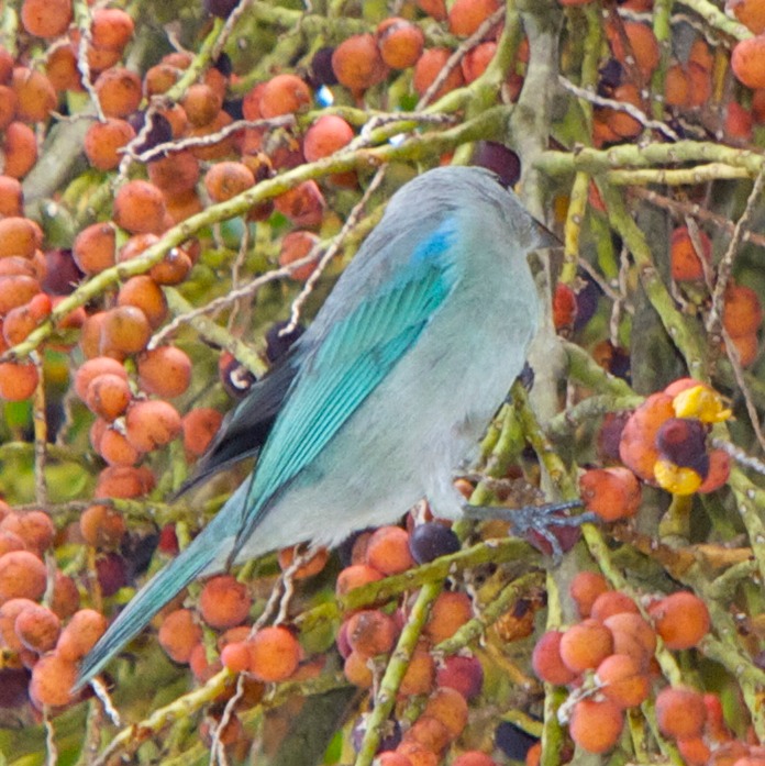Blue-gray tanager