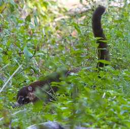 Coatimundi