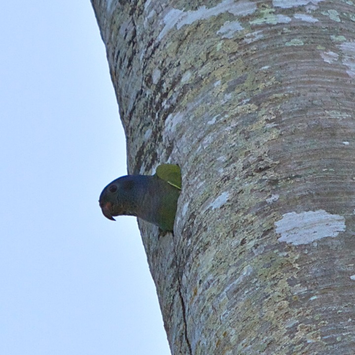 Peeking parrot