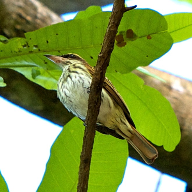 Streaked flycatcher