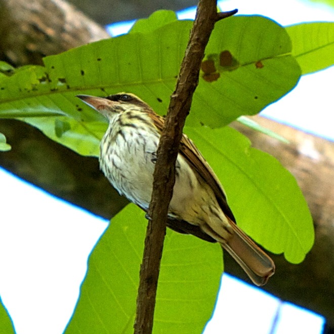 Streaked flycatcher