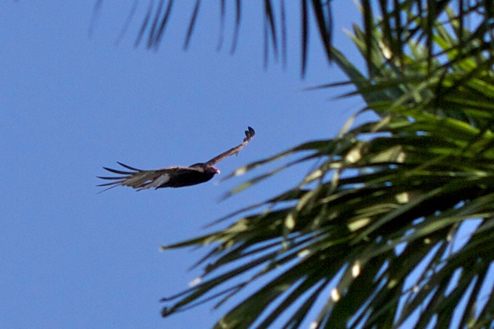 Vulture in flight