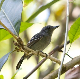 Tyrant flycatcher