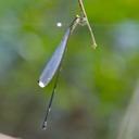 Damselfly