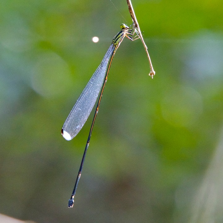 Damselfly