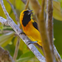 Yellow-backed oriole