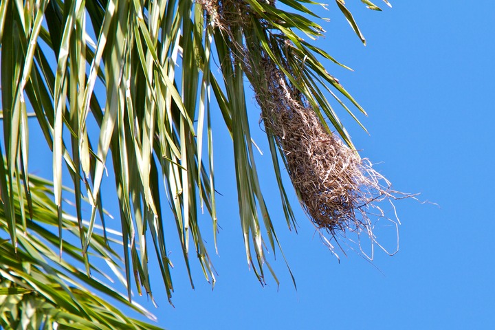 Oropendola nest