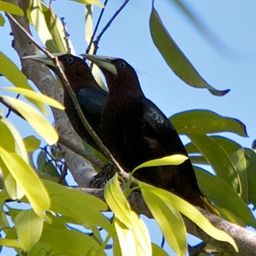 Yellow-rumped caciques