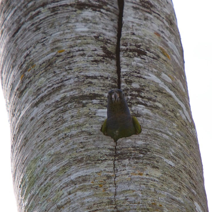 Peeking parrot