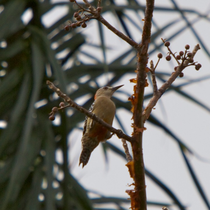 Red-crowned woodpecker