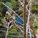 Blue dacnis