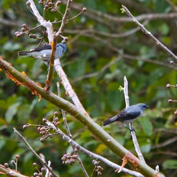 Plain-colored tanager