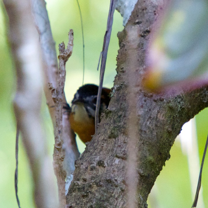Bay wren
