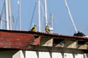 Tropical Kingbirds