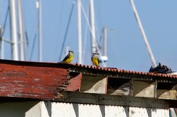 Tropical Kingbirds
