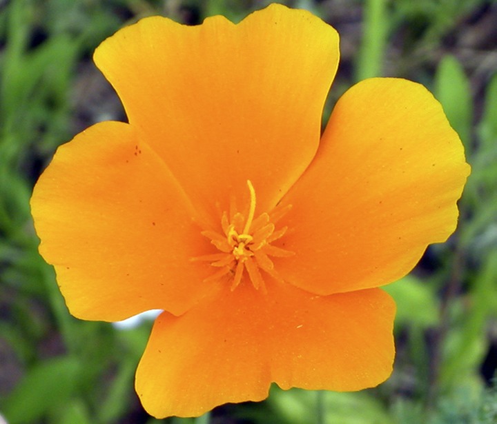 CA poppy closeup