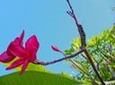 Caterpiller