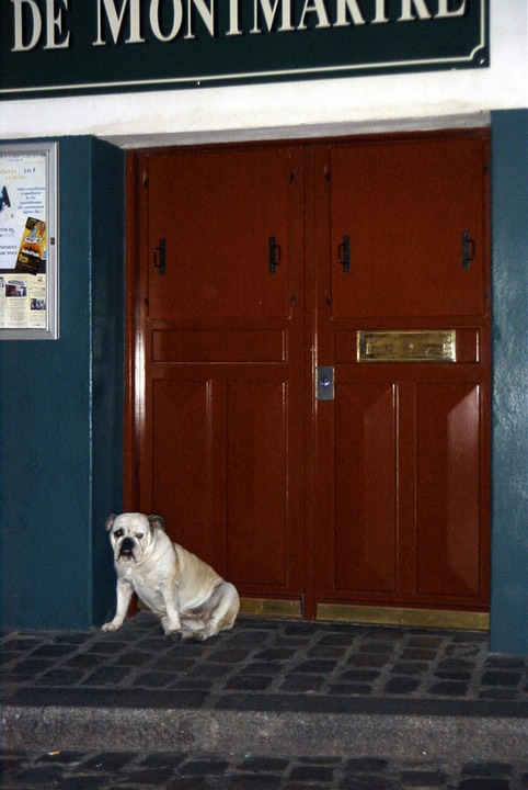 dog 2