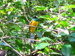 Black-throated Trogon