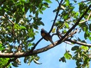 White-tailed Trogon