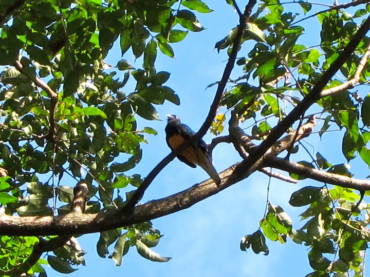 White-tailed Trogon