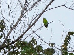 Parakeet