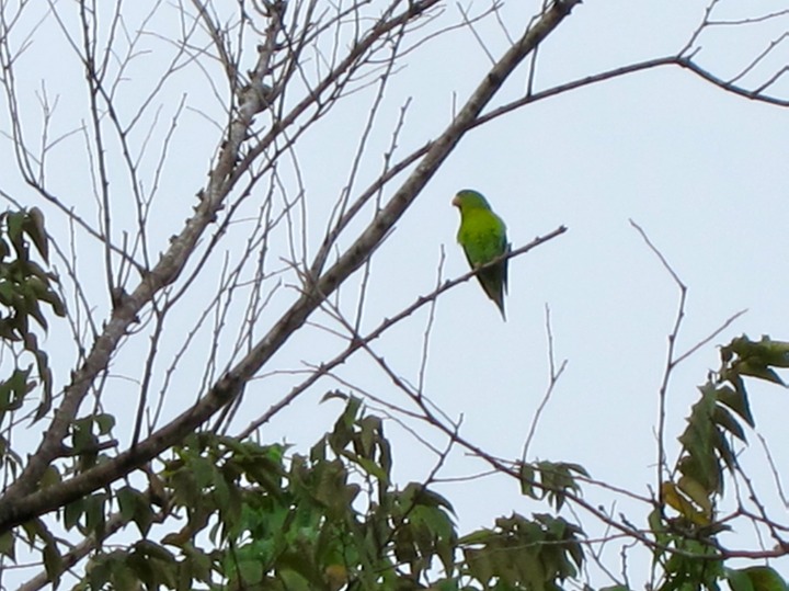 Parakeet