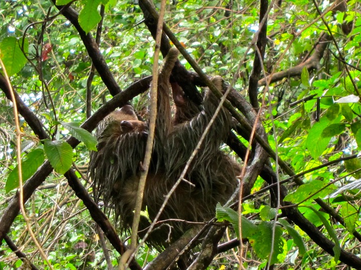 Hoffmann's two-toed sloths