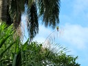 Kiskadee