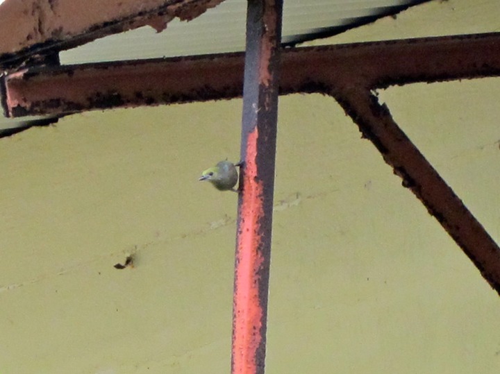 Palm tanager