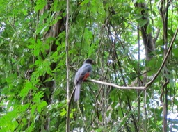 Black tailed trogon female