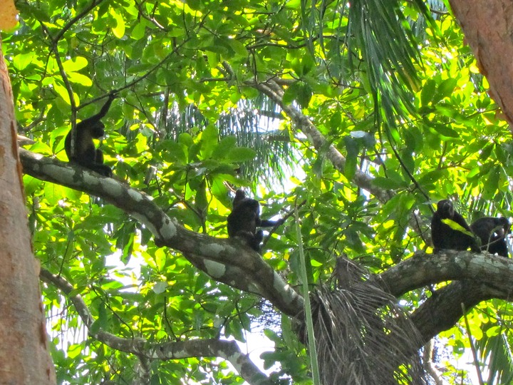 Howler family & baby