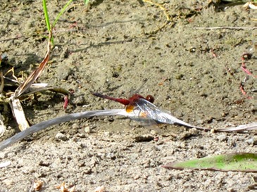 Ruby meadowhawk dragonfly