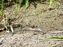 Ruby meadowhawk dragonfly