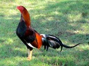 Yard rooster