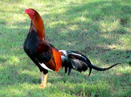 Yard rooster