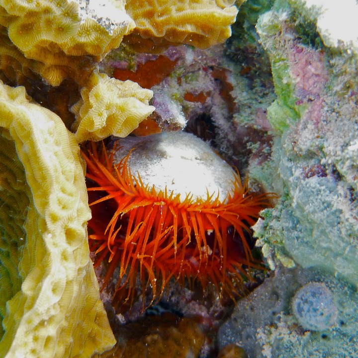 Rough fileclam