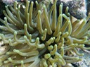 Giant anemone