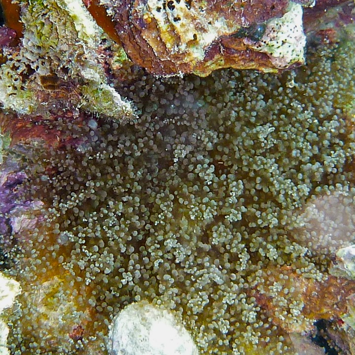 Berried anenome