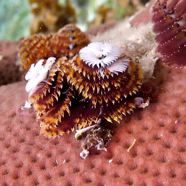 Christmastree worm