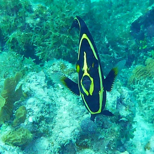 Juvenile angelfish