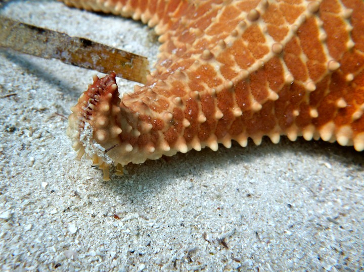 Starfish on the move