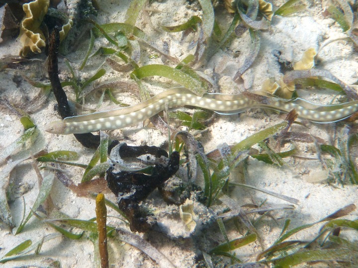 Sharptail eel