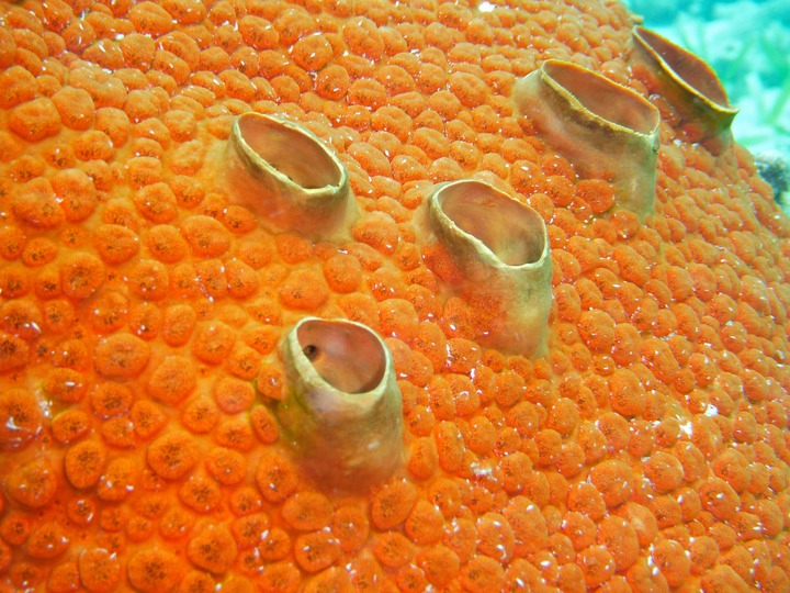 Red boring sponge