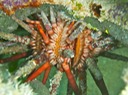 Slate-pencil urchin