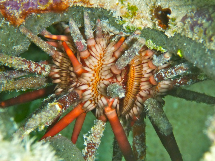 Slate-pencil urchin