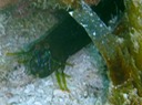 Mantis shrimp