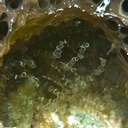 Corkscrew anemone