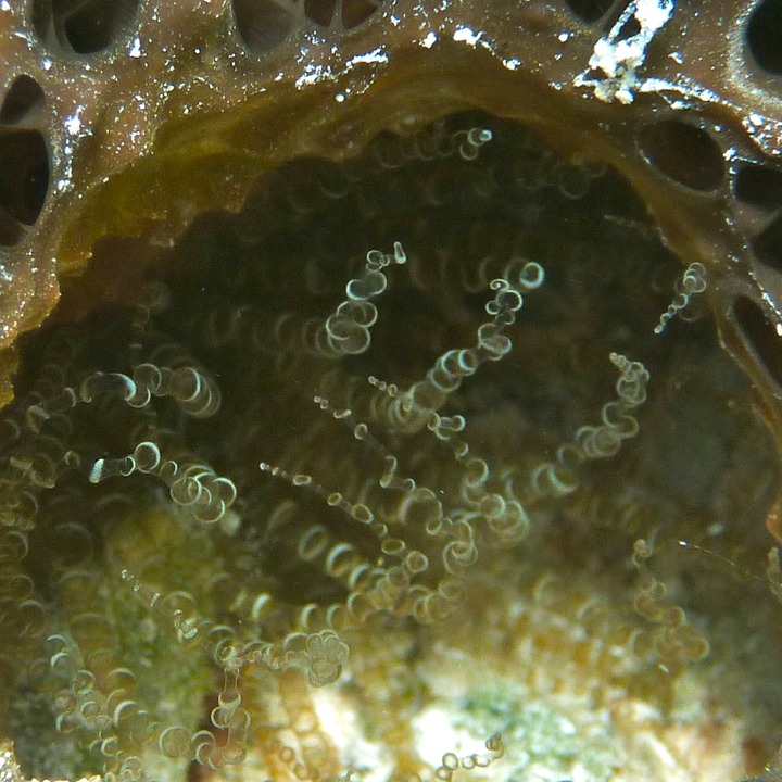 Corkscrew anemone